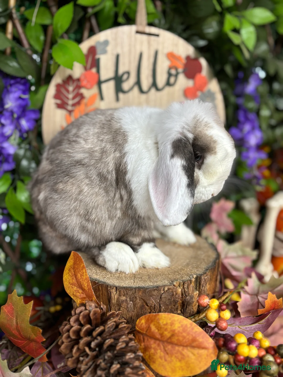 Mini Lop rabbits for sale: 🧡PEDIGREE MINILOPS🧡 - Advert 36