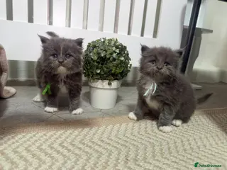 Maine Coon cats Stunning Mainecoon cubs - Advert 10