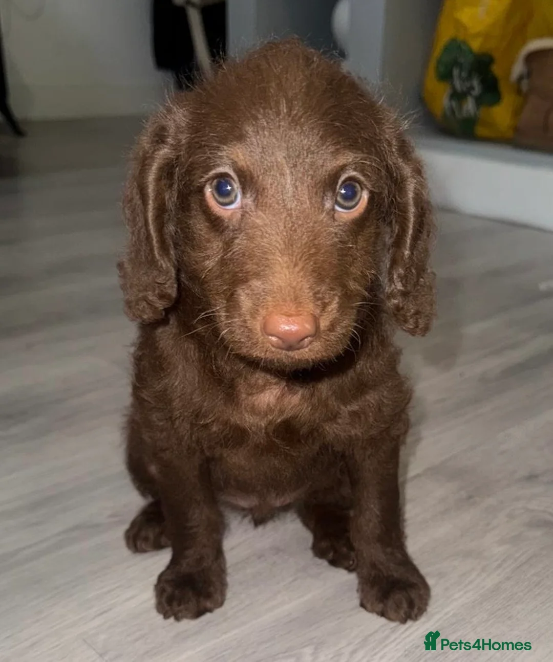 Labradoodle dogs for sale: Chocolate female labradoodle puppy - Advert 4