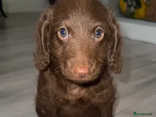 Labradoodle dogs Chocolate female labradoodle puppy - Advert 2