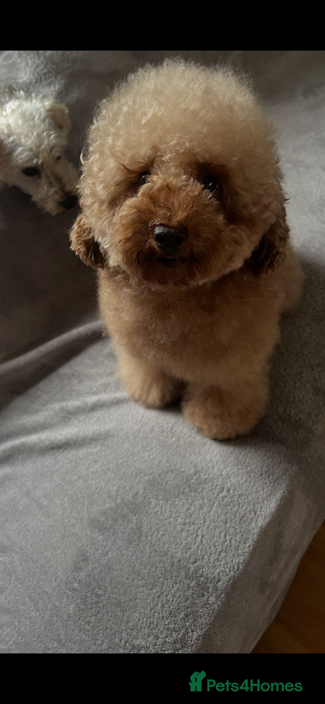 Toy Poodle dogs for stud: Gorgeous Red Toy Poodle For Stud - Image 7