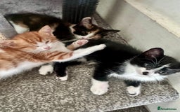 British Shorthair cats for sale: Black and white kitten  - Image 3