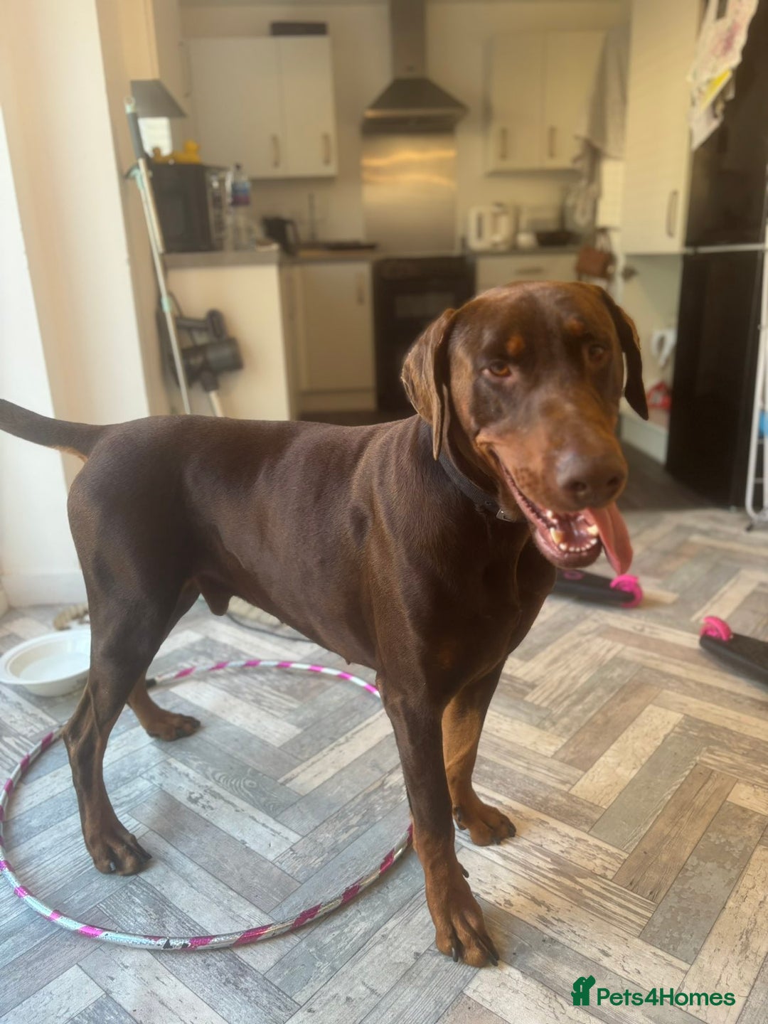 Dobermann dogs for sale: 4 year old doberman looking for forever home - Advert 2