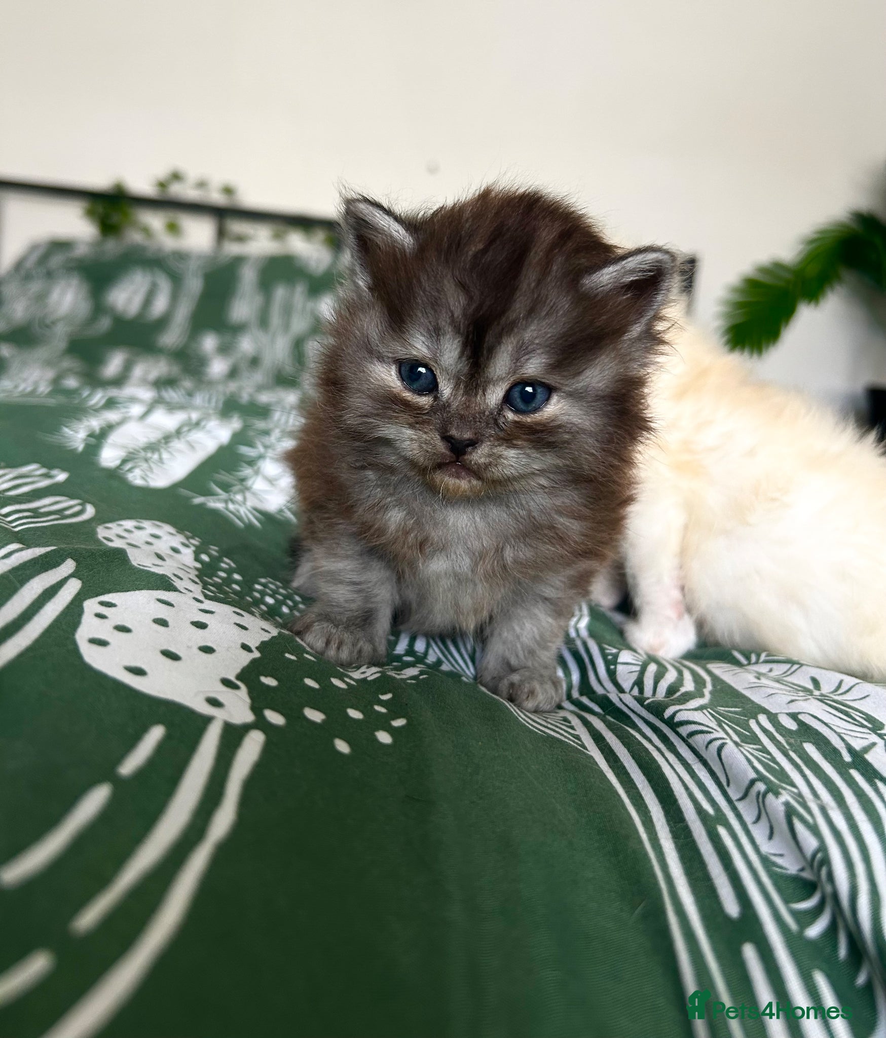 Persian cats Persian kittens for sale 🩶🩵 - Advert 6