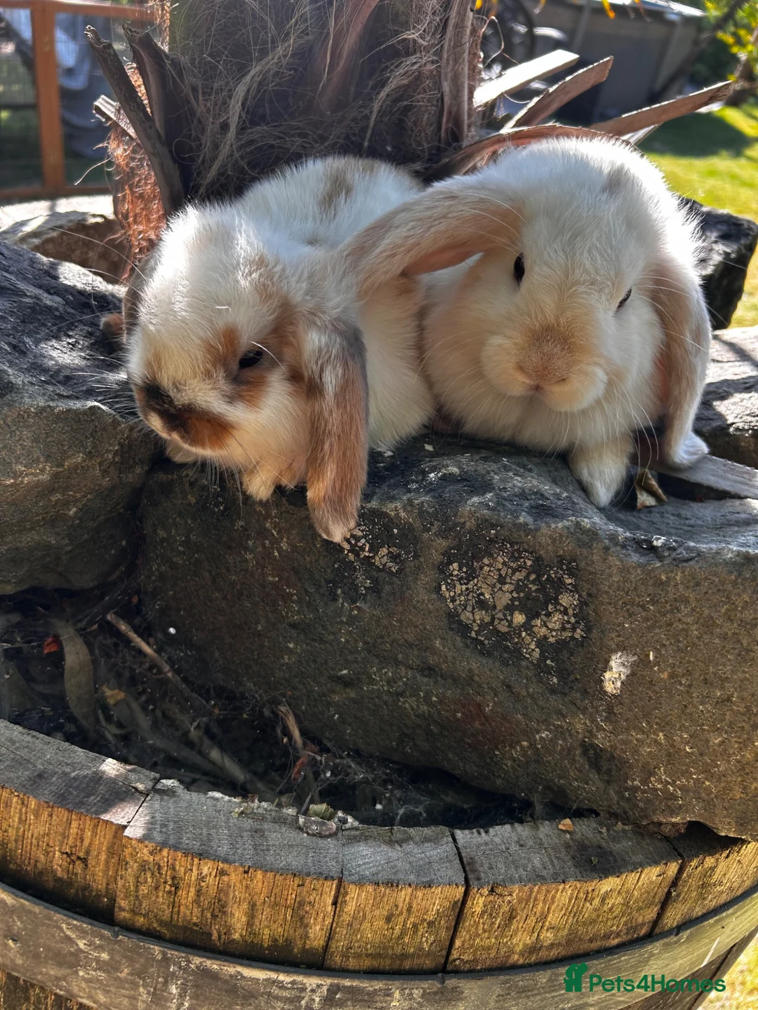 Mini Lop rabbits for sale: Stunning mini lops - Advert 1