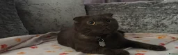 Scottish Fold cats for sale: Coco Chanel  - Advert 3