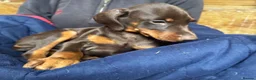 Dobermann dogs for sale: Gorgeous Doberman Puppies  - Advert 2