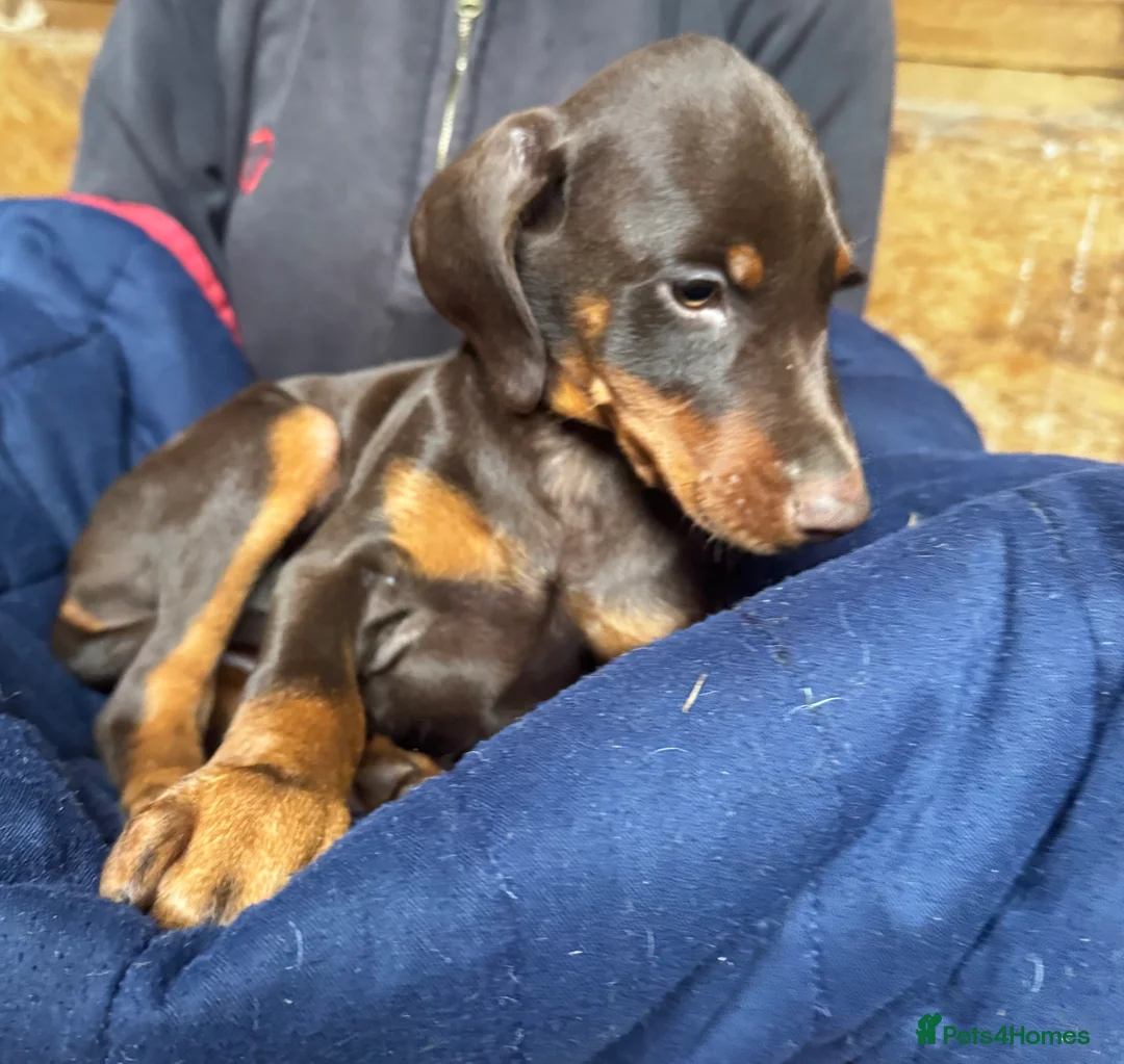 Dobermann dogs for sale: Gorgeous Doberman Puppies  - Advert 2