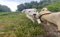 Mixed Breed dogs for adoption: Peter - Norwich Norfolk  - Image 19