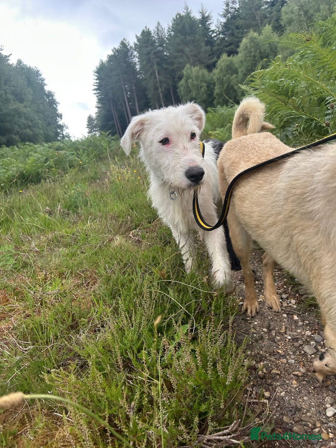 Mixed Breed dogs for adoption: Peter - Norwich Norfolk  - Image 19