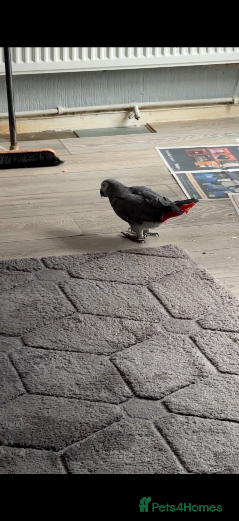 Parrots birds 18 year old African grey parrot  - Advert 5