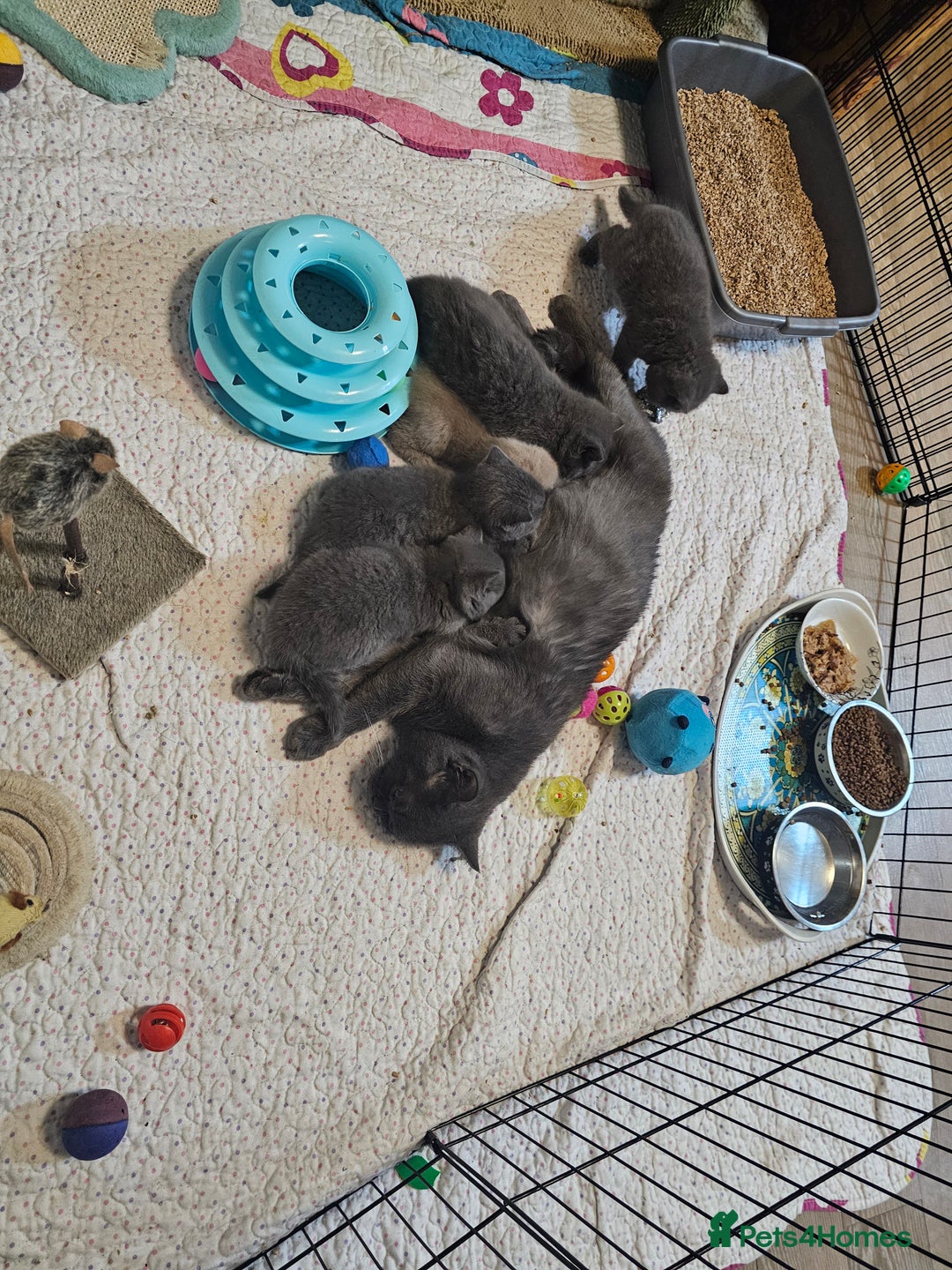 British Shorthair cats for sale: Purebred  British shorthair kittens  - Advert 10