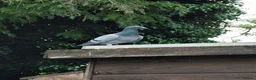 Pigeons birds for sale: Janssen based racing pigeons in Bath - Advert 1