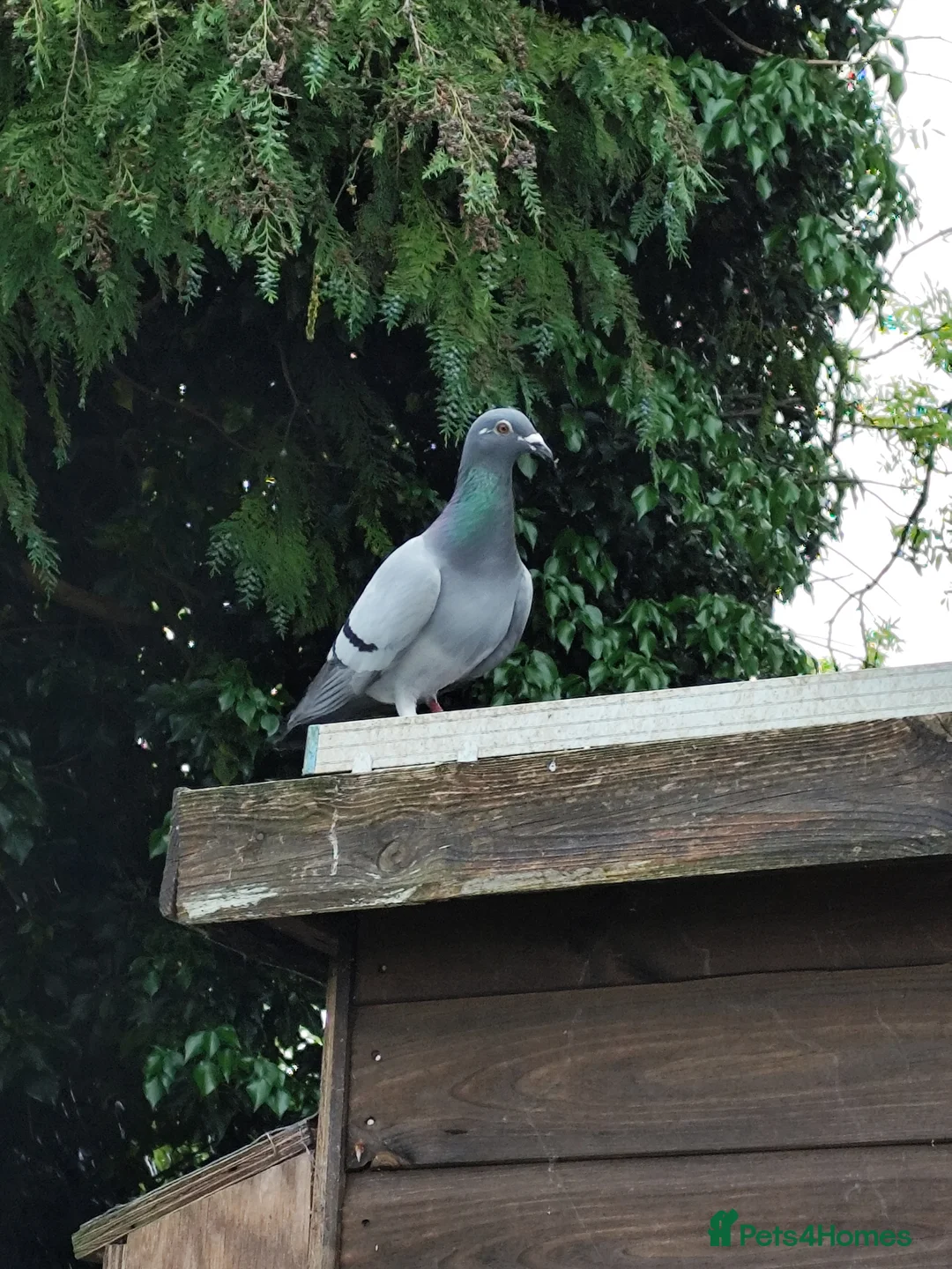 Pigeons birds for sale: Janssen based racing pigeons in Bath - Advert 1