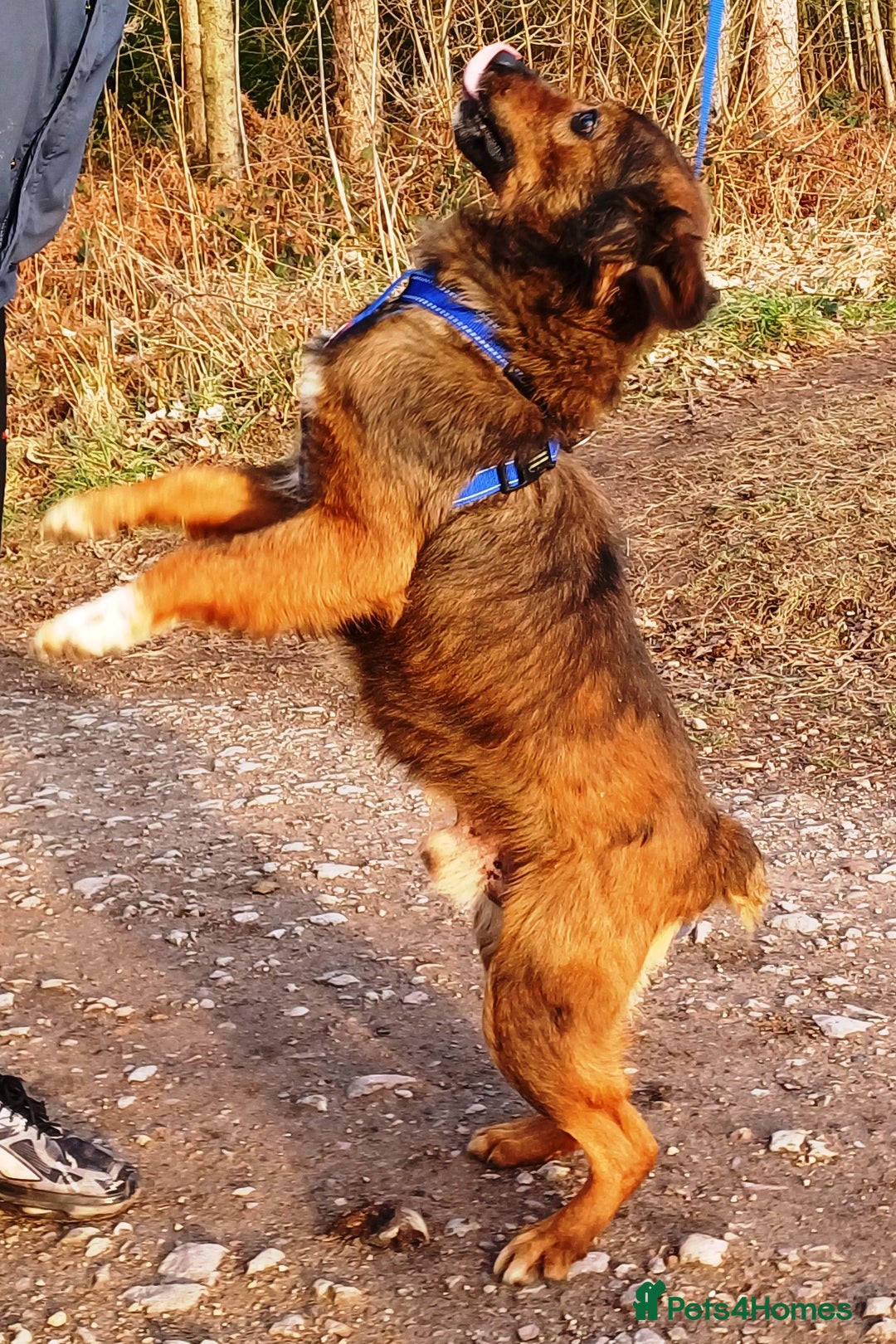 Mixed Breed dogs for adoption: Meet Charlie - a Lovely old boy, for a loving Home - Image 2