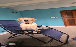 Labrador Retriever dogs for sale: Wanted good home  - Image 7