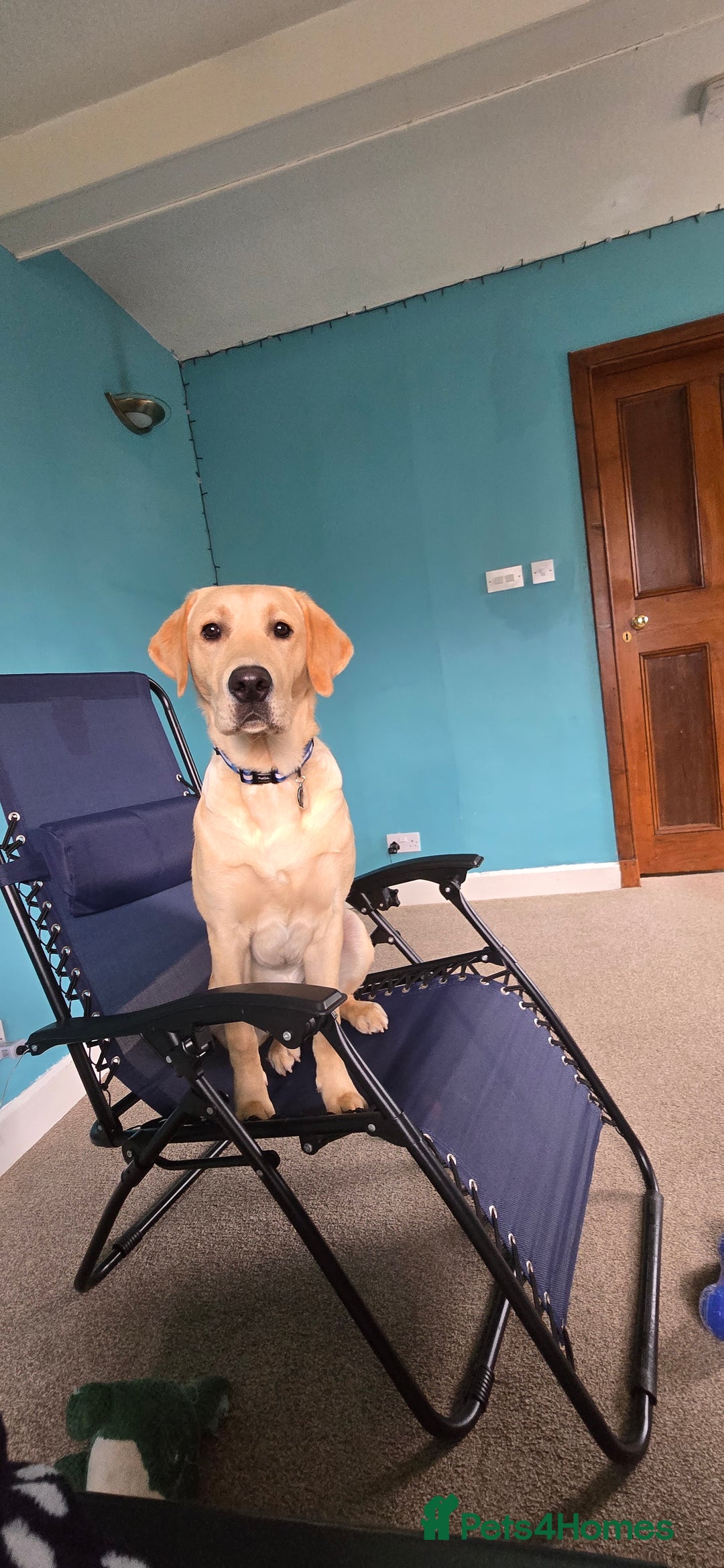 Labrador Retriever dogs for sale: Wanted good home  - Image 7
