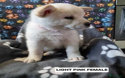 Mixed Breed dogs for sale: Chowski pups - Image 18