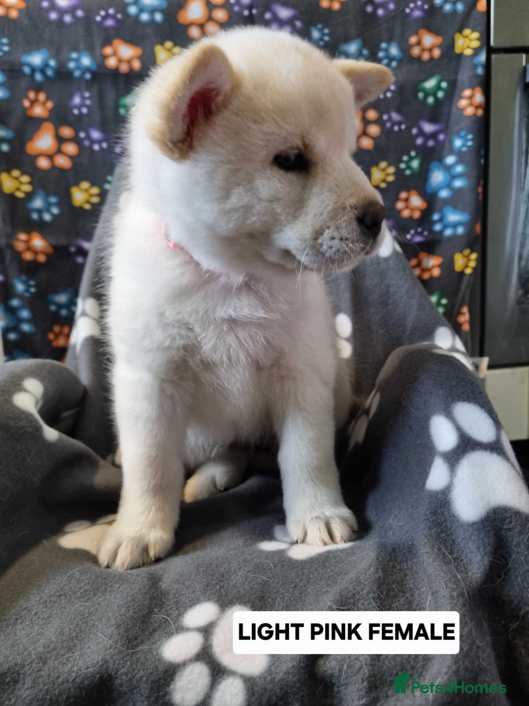 Mixed Breed dogs for sale: Chowski pups - Image 18