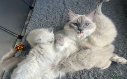Ragdoll cats for sale: 5 Gccf registered Ragdoll kittens available  - Image 2
