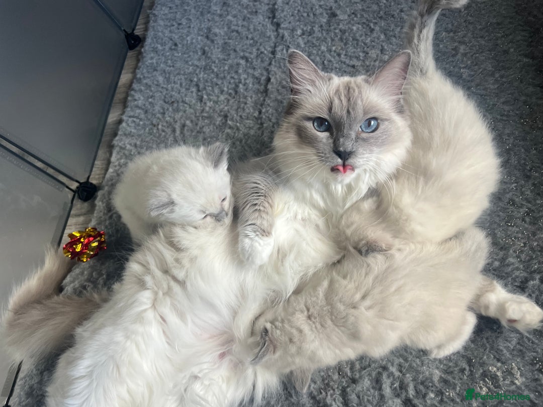 Ragdoll cats for sale: 5 Gccf registered Ragdoll kittens available  - Image 2