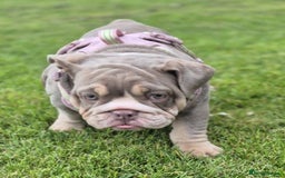 English Bulldog dogs for sale: Final Female English Bulldog available - Image 25
