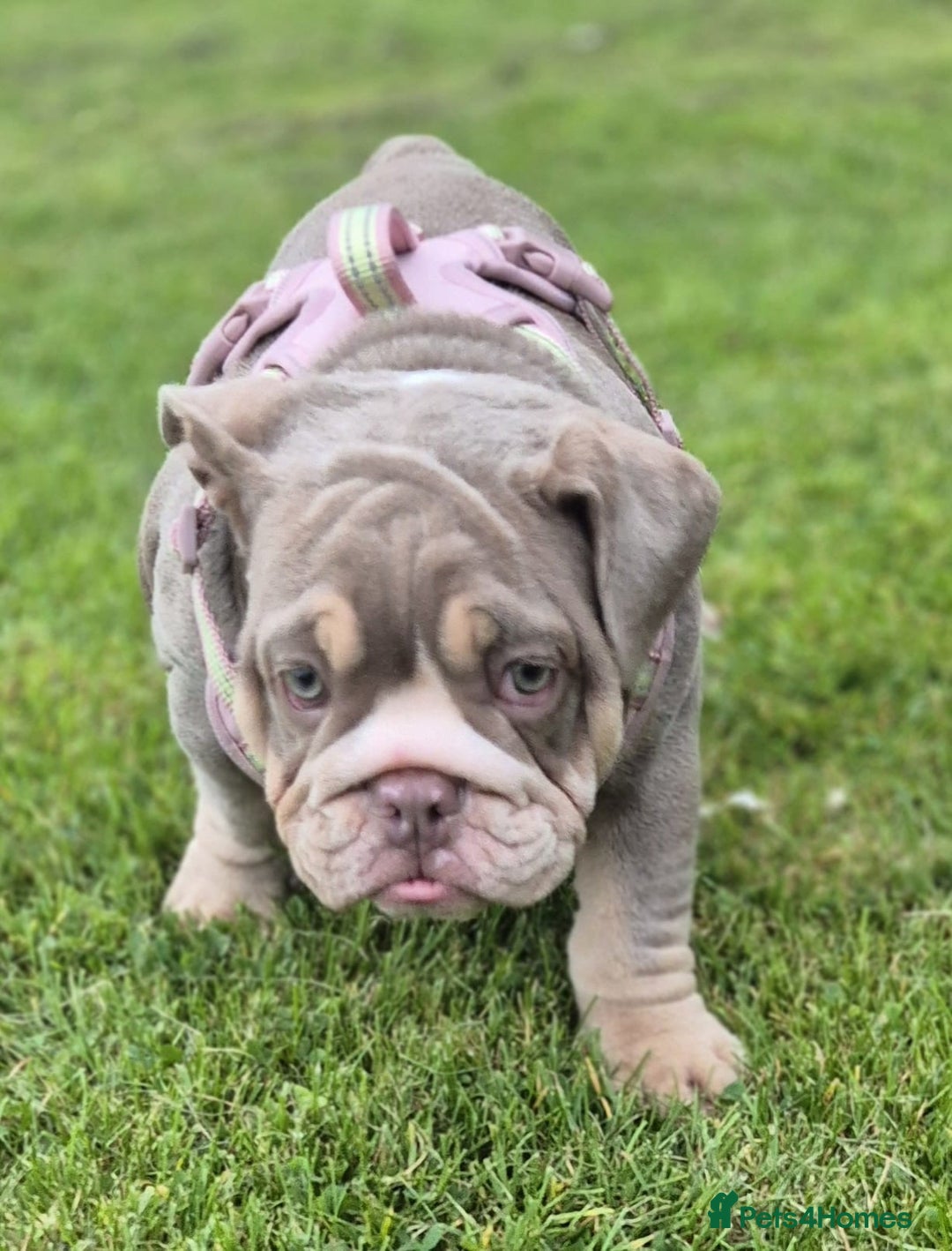 English Bulldog dogs for sale: Final Female English Bulldog available - Image 25