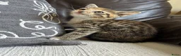 Mixed Breed cats for sale: Beautiful Kittens - Advert 3