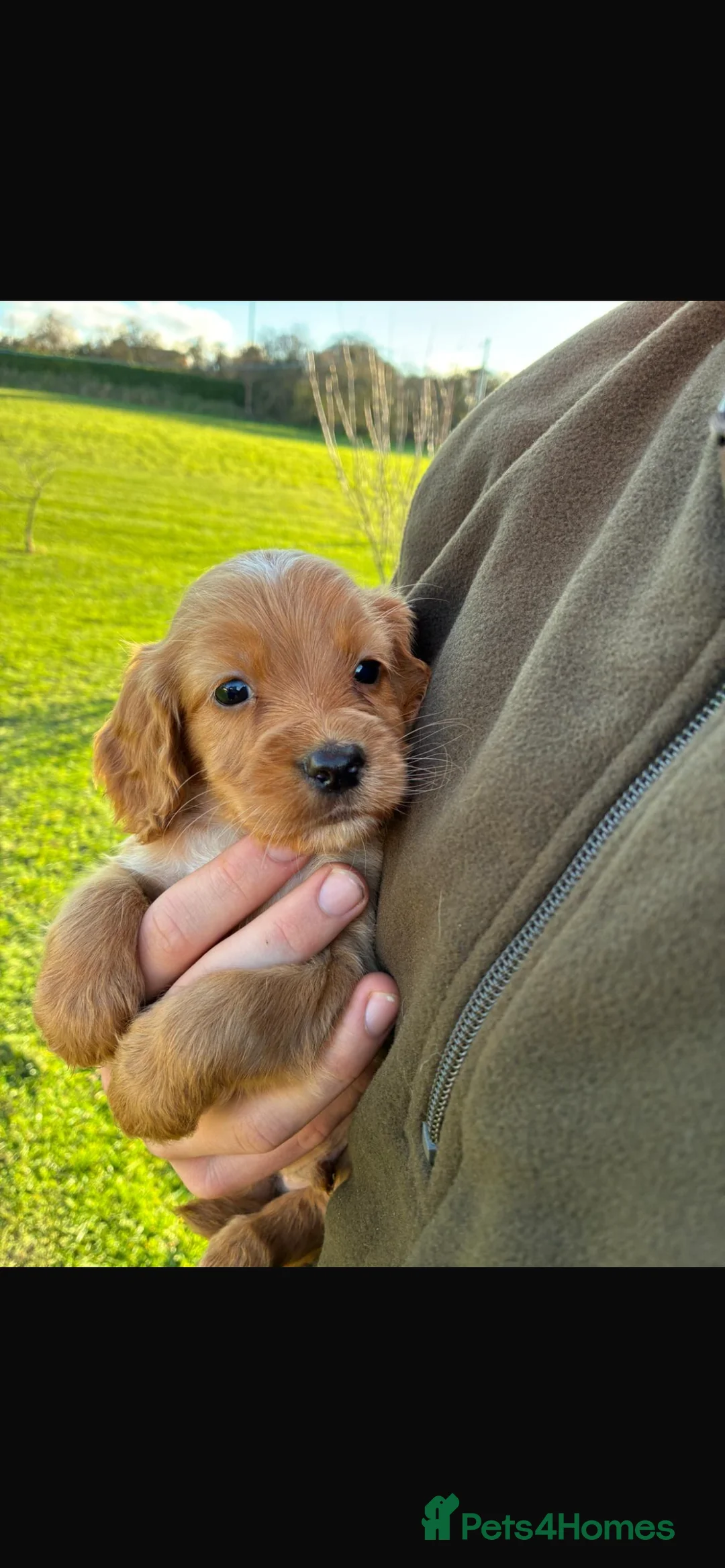 Cocker Spaniel dogs for sale: 5 BEAUTIFUL RED COCKER SPANIEL PUPPIES FOR SALE  - Advert 12