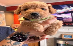 Labradoodle dogs for sale: Miniature labradoodle  - Image 7