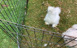 Chickens poultry for sale: Silkie - Image 1