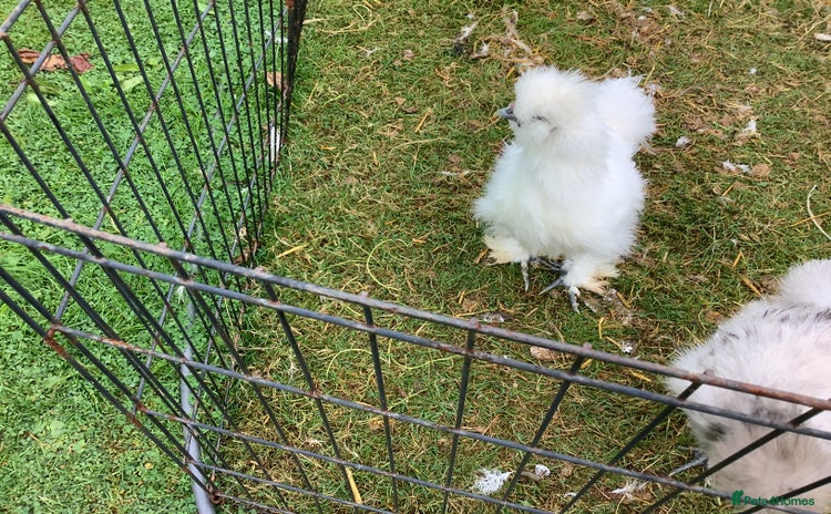 Chickens poultry - Advert 1