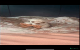 Chihuahua dogs for sale: Female applehead chihuahua - Image 3