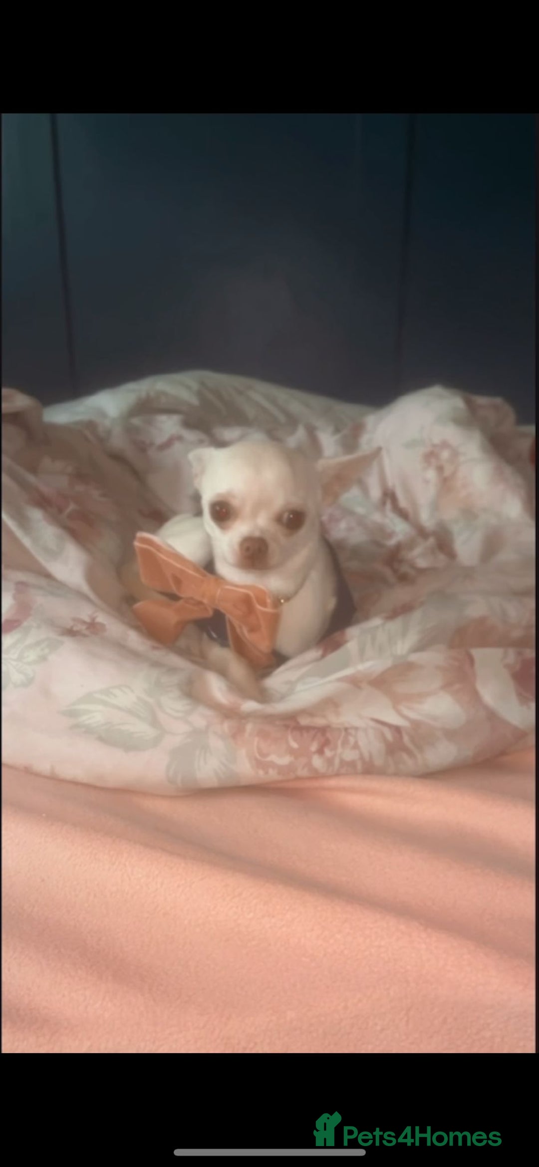 Chihuahua dogs for sale: Female applehead chihuahua - Image 3