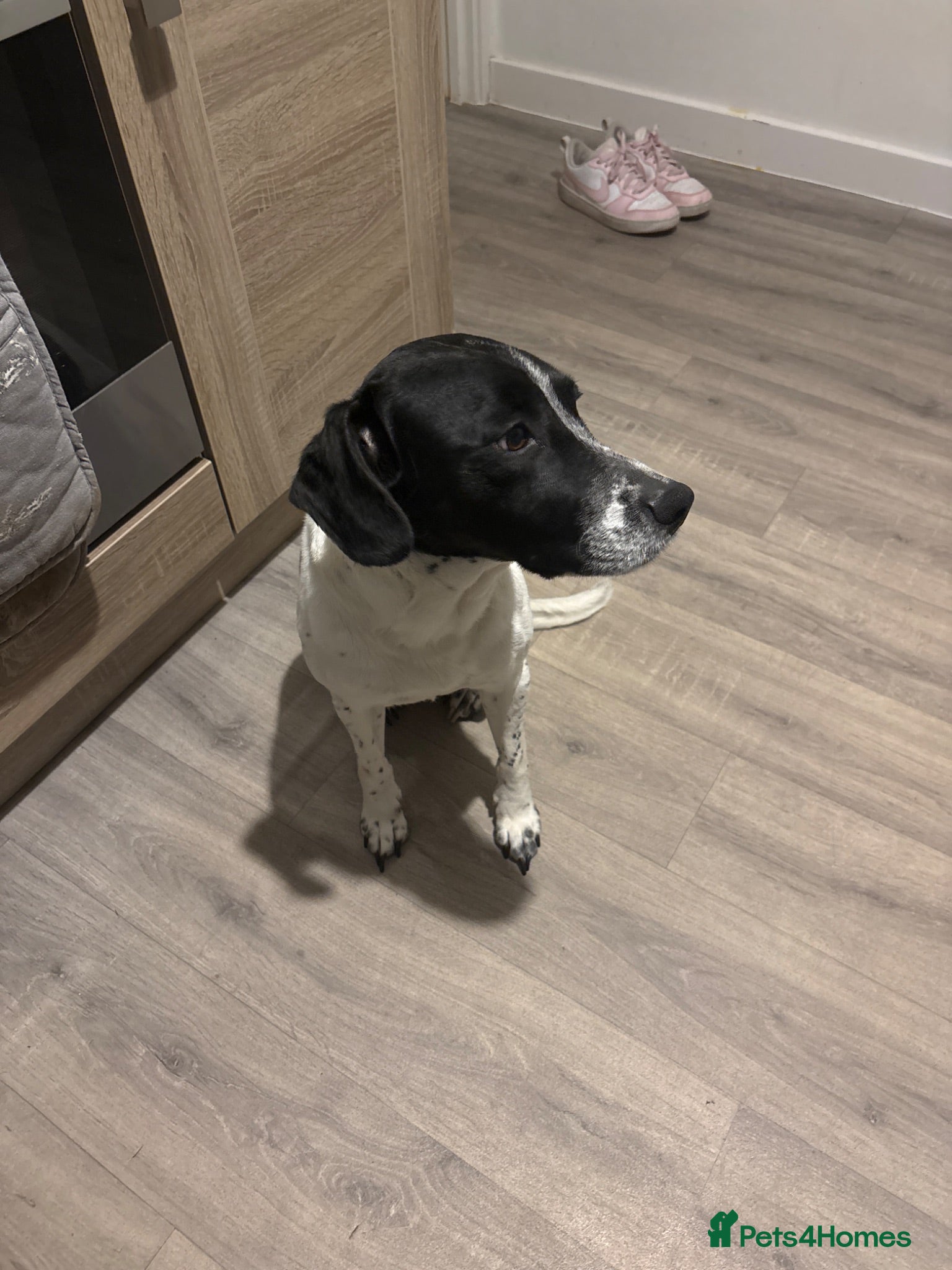 Mixed Breed dogs Jimmy - Advert 1