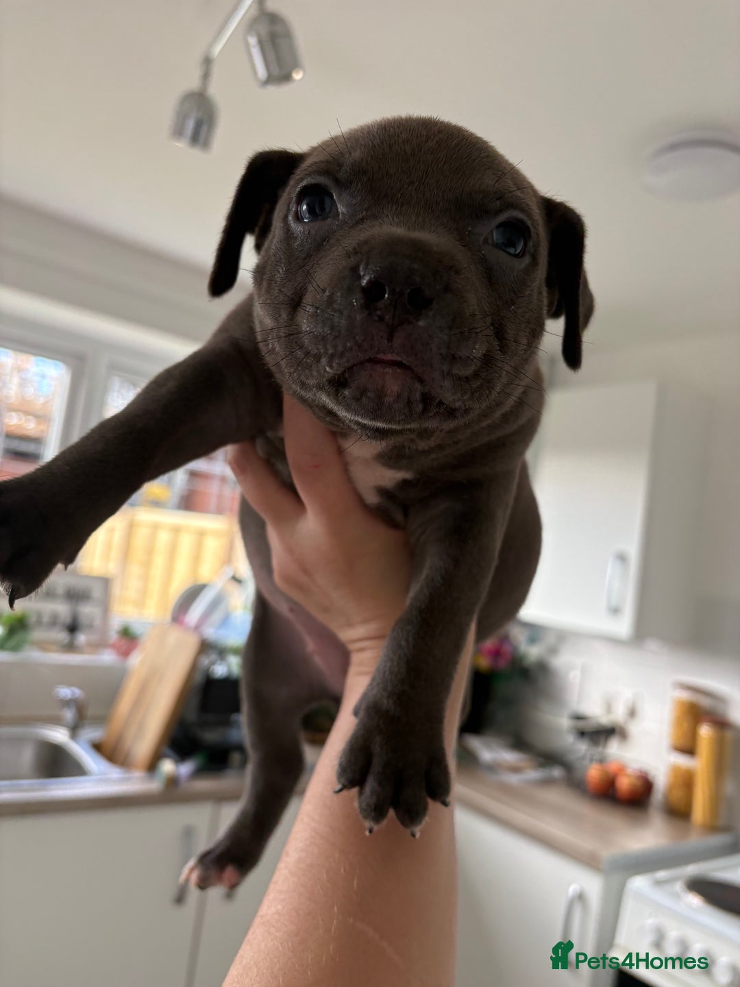 Mixed Breed dogs for sale: Staffie x puppies  - Advert 4