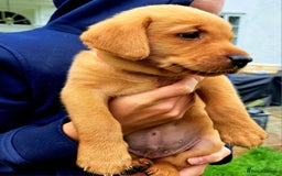 Labrador Retriever dogs for sale: Excellent KC Registered Fox Red Puppies For Sale - Image 6