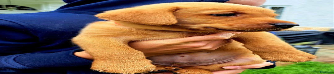 Labrador Retriever Puppy 2