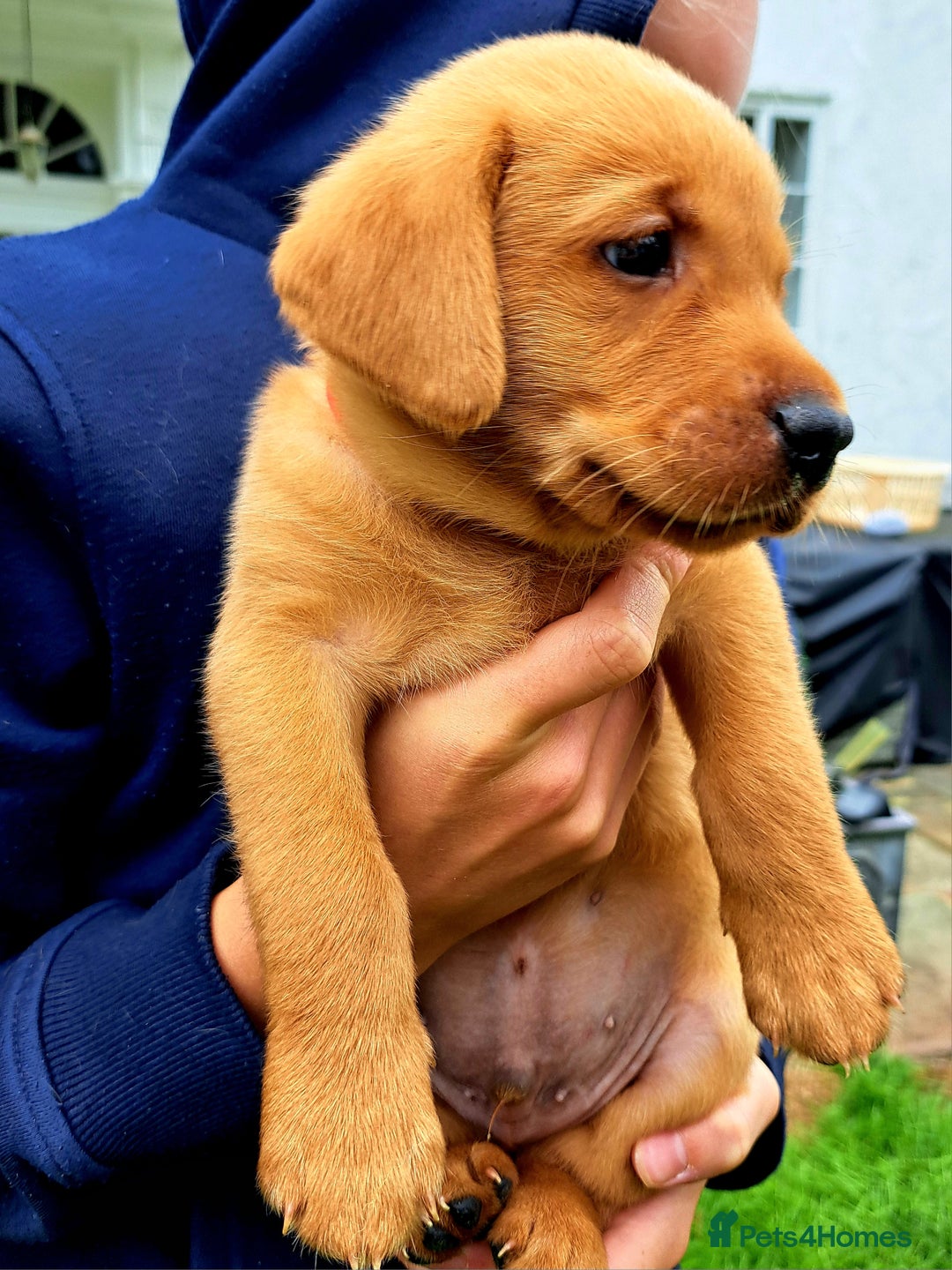 Labrador Retriever dogs for sale: Excellent KC Registered Fox Red Puppies For Sale - Image 6