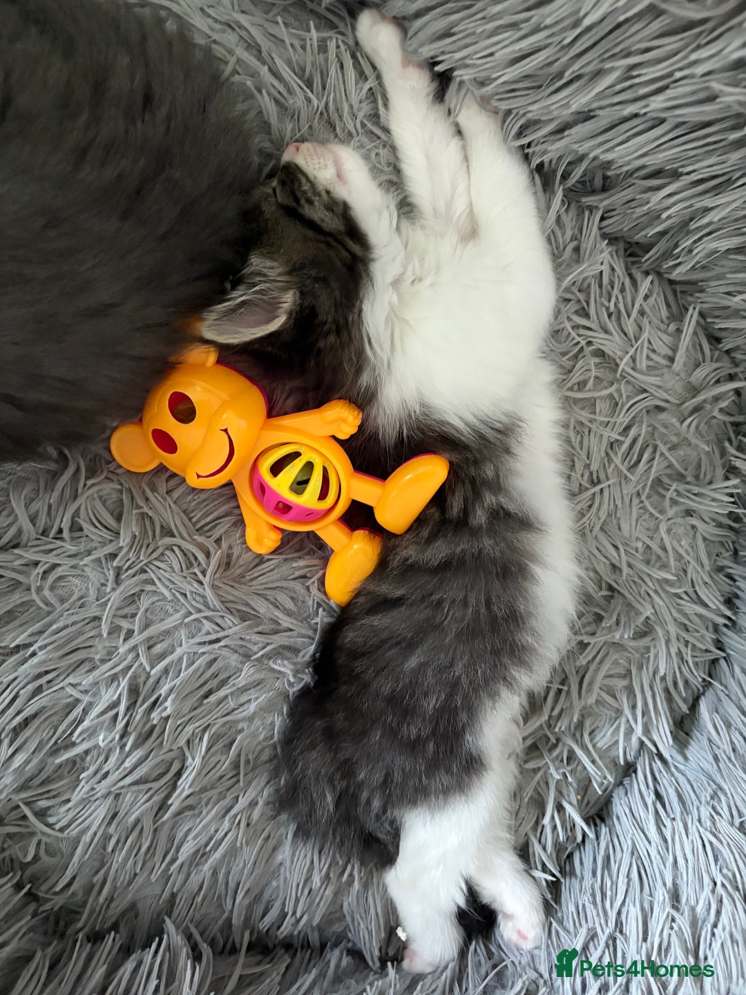 Domestic Shorthair cats for sale: 2 princes an 2 princess kittens  - Image 10