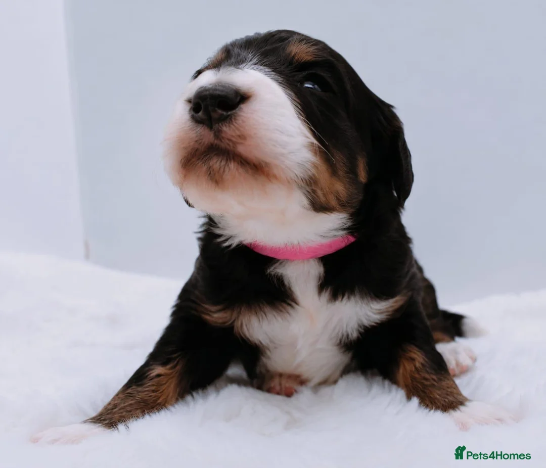 Bernedoodle dogs for sale: Miniature bernadoodles Extensively health tested! - Advert 1