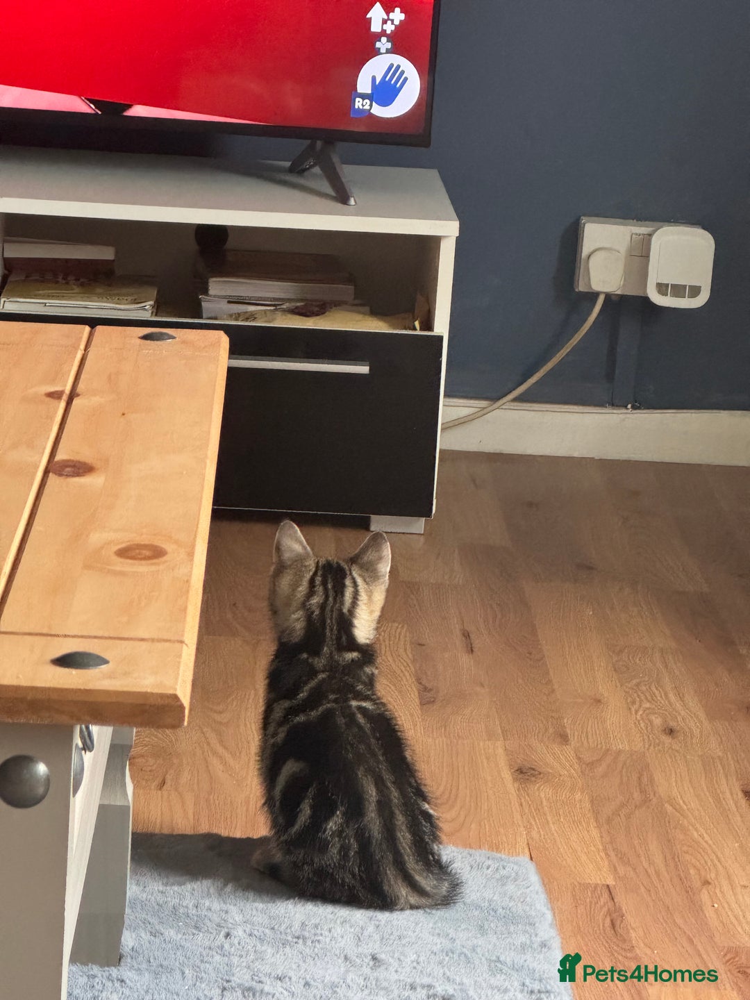 Toyger cats for sale: Tabby cross bengal  - Image 4