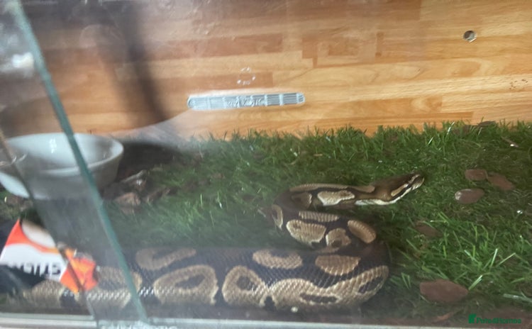 Python Snake reptiles - Advert 1