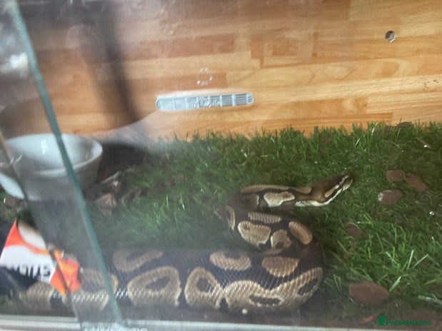 Python Snake reptiles - Advert 1