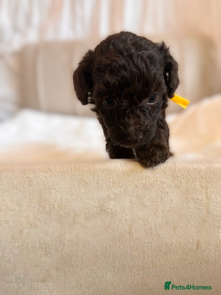Cavapoo dogs Premium Quality Teddy Toy Cavapoos F1B - Advert 2