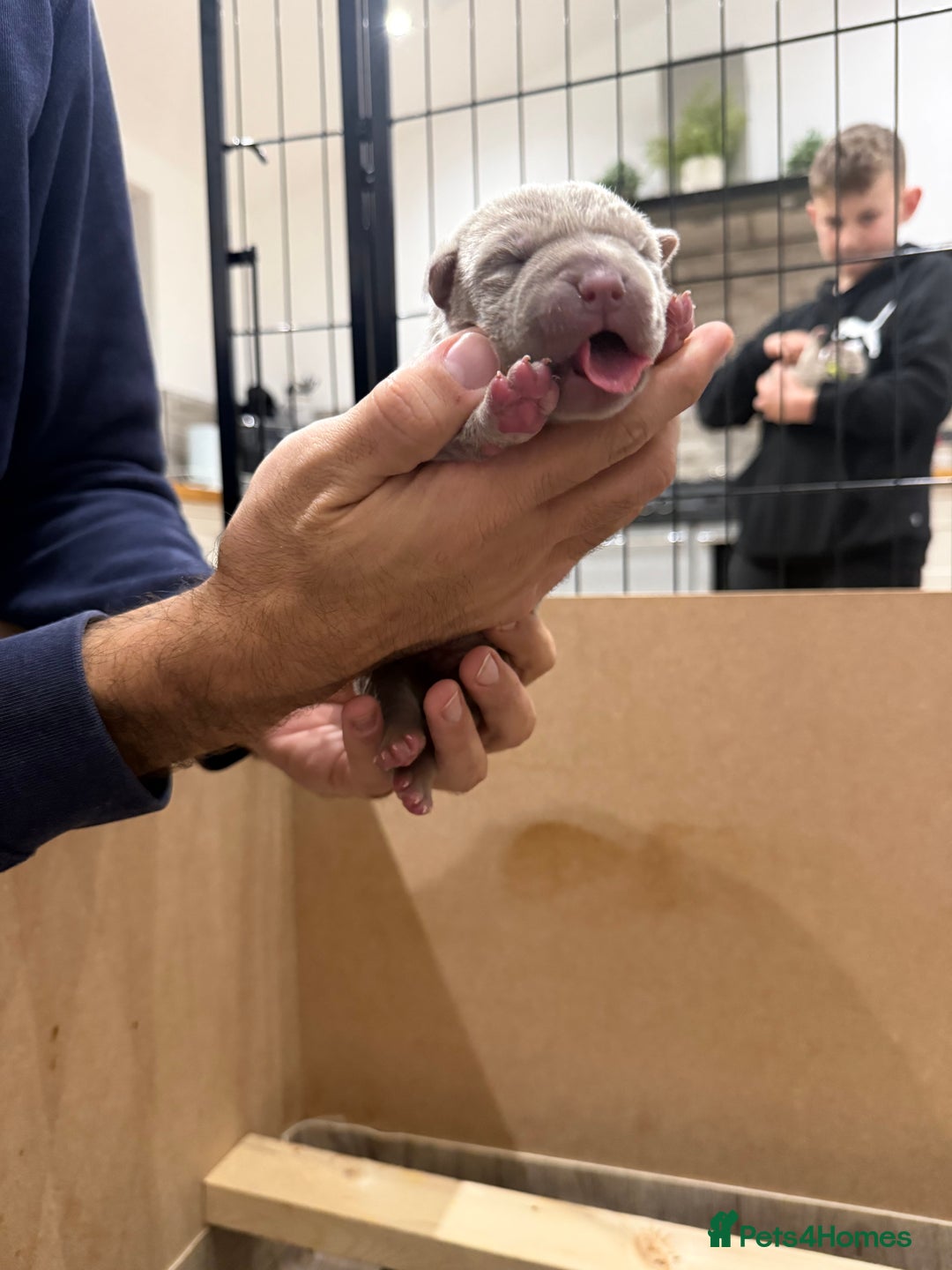 Mastiff dogs for sale: Neapolitan Mix - Image 14