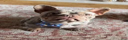 Mixed Breed dogs for sale: French x English bulldogs - Advert 13