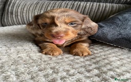 Dachshund dogs for sale: Long haired  - Image 16