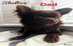 Chihuahua dogs for sale: Long hair tri chocolate apple head chihuahuas  - Advert 16