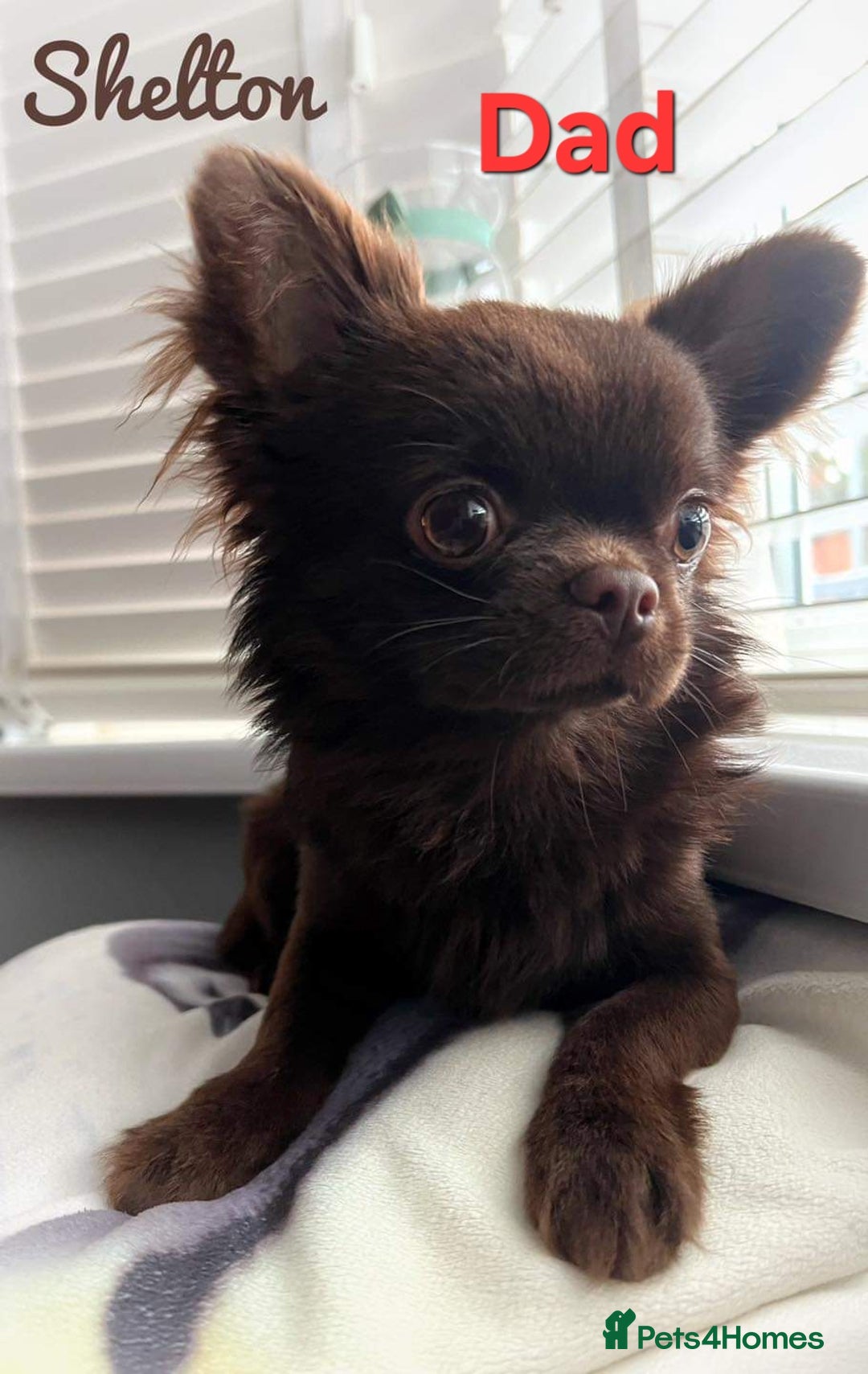 Chihuahua dogs for sale: Long hair tri chocolate apple head chihuahuas  - Advert 16